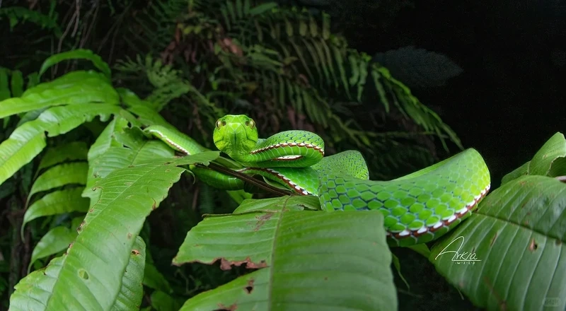 Rắn lục xanh động vật hoang dã của rừng nhiệt đới