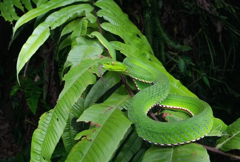 Hình ảnh rắn lục xanh bò trên cành cực chân thực