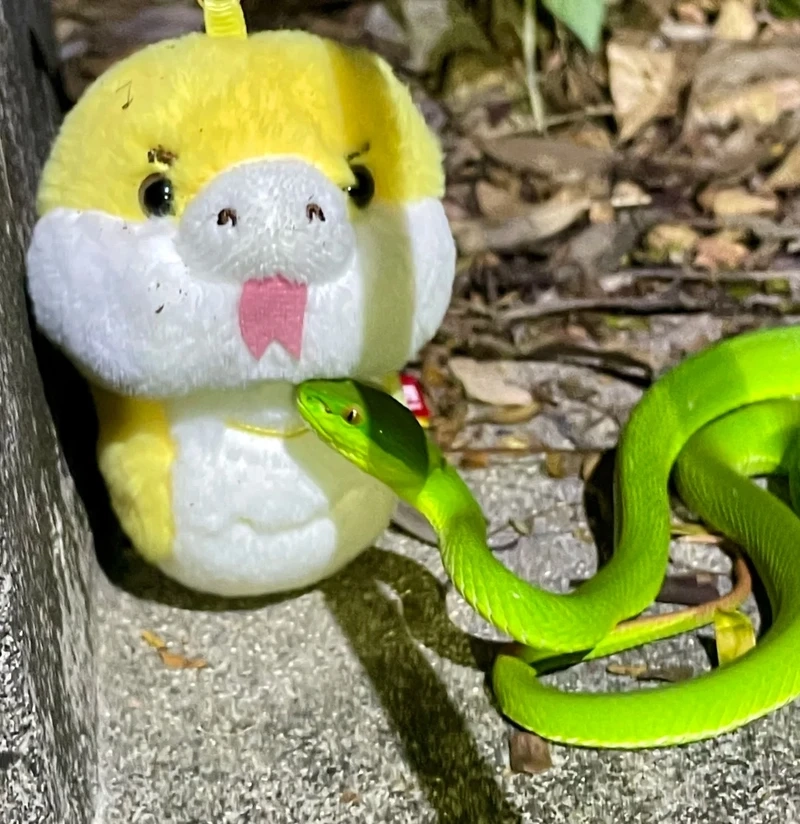 Rắn lục xanh thiên nhiên nhiệt đới đầy bí ẩn