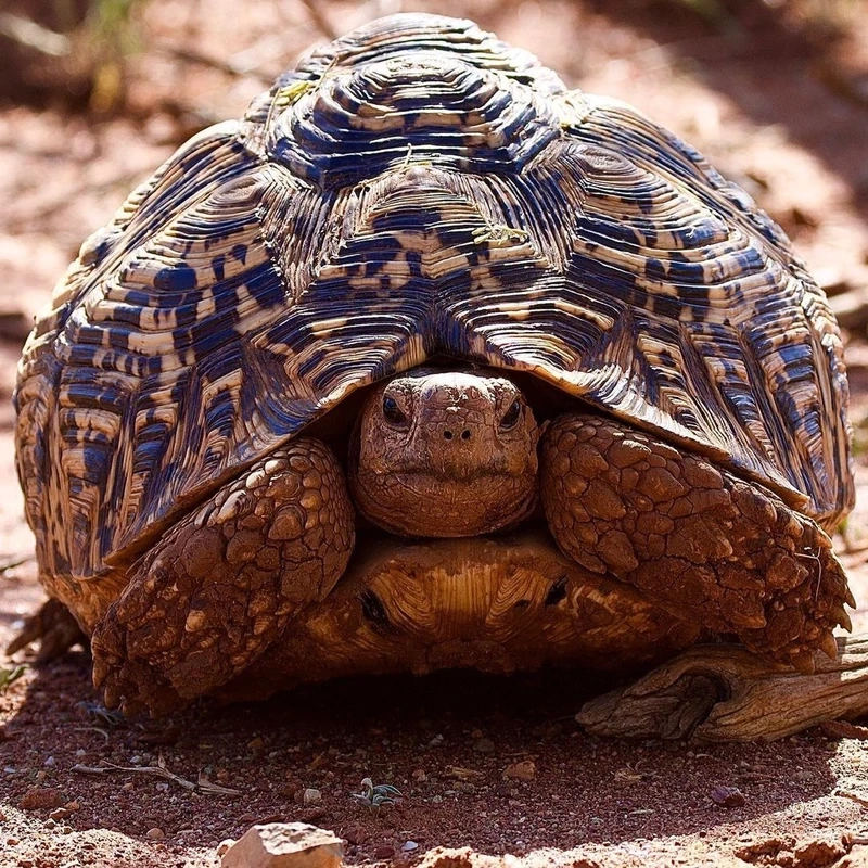 Rùa leopard sinh vật hoang dã của vùng thảo nguyên