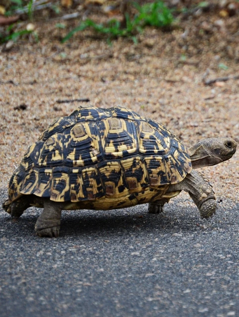 Rùa leopard thiên nhiên khô hạn của vùng sa mạc