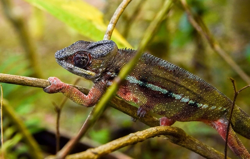 Tắc kè hoa Madagascar đổi màu ấn tượng trong tự nhiên