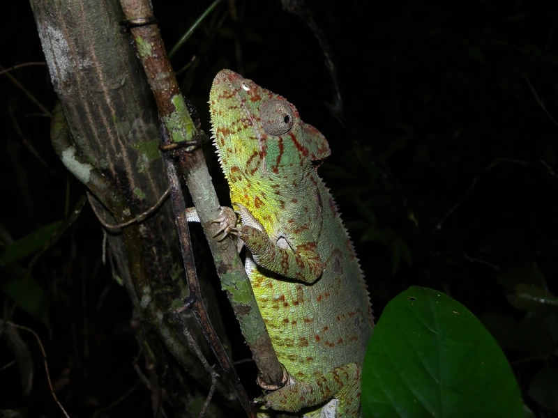 Hình ảnh tắc kè hoa Madagascar trên cành cây giữa rừng
