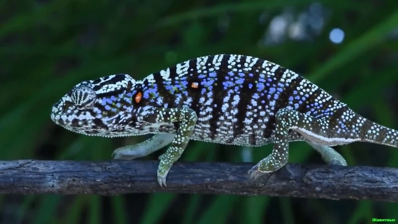 Tắc kè hoa Madagascar bò sát nổi bật của đảo Madagascar