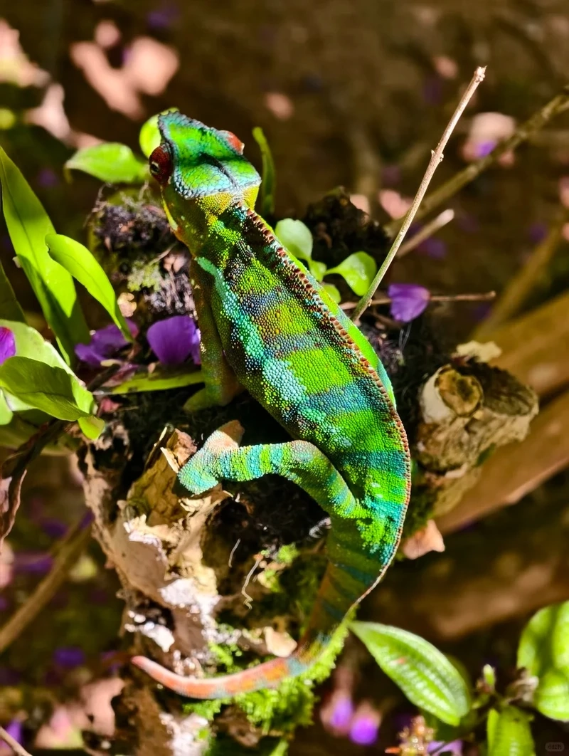 Hình ảnh tắc kè hoa Madagascar trong tự nhiên chân thực