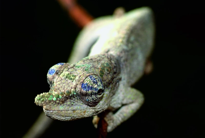 Góc tắc kè hoa Madagascar cận cảnh đầu đầy ấn tượng