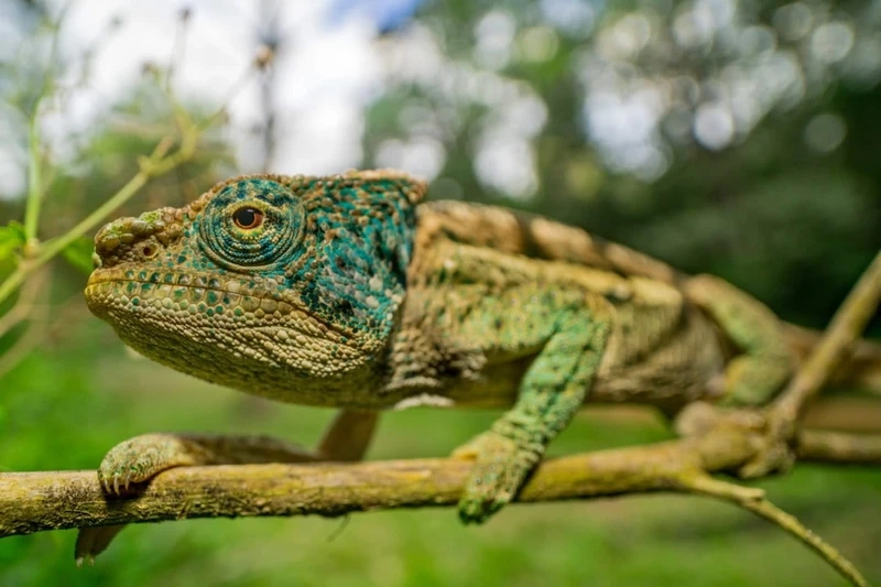 Tắc kè hoa Madagascar động vật hoang dã độc đáo