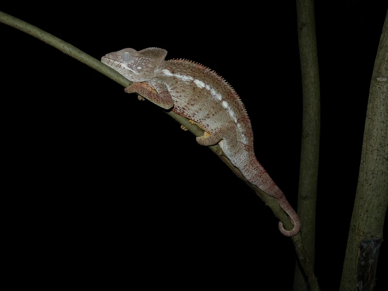 Khả năng tắc kè hoa Madagascar ngụy trang cực kỳ hoàn hảo