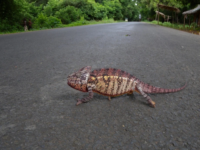 Điểm nổi bật tắc kè hoa Madagascar mắt độc đáo