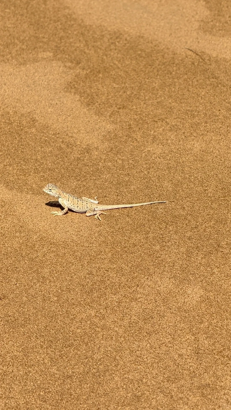 Hình ảnh thằn lằn sa mạc môi trường khô hạn khắc nghiệt