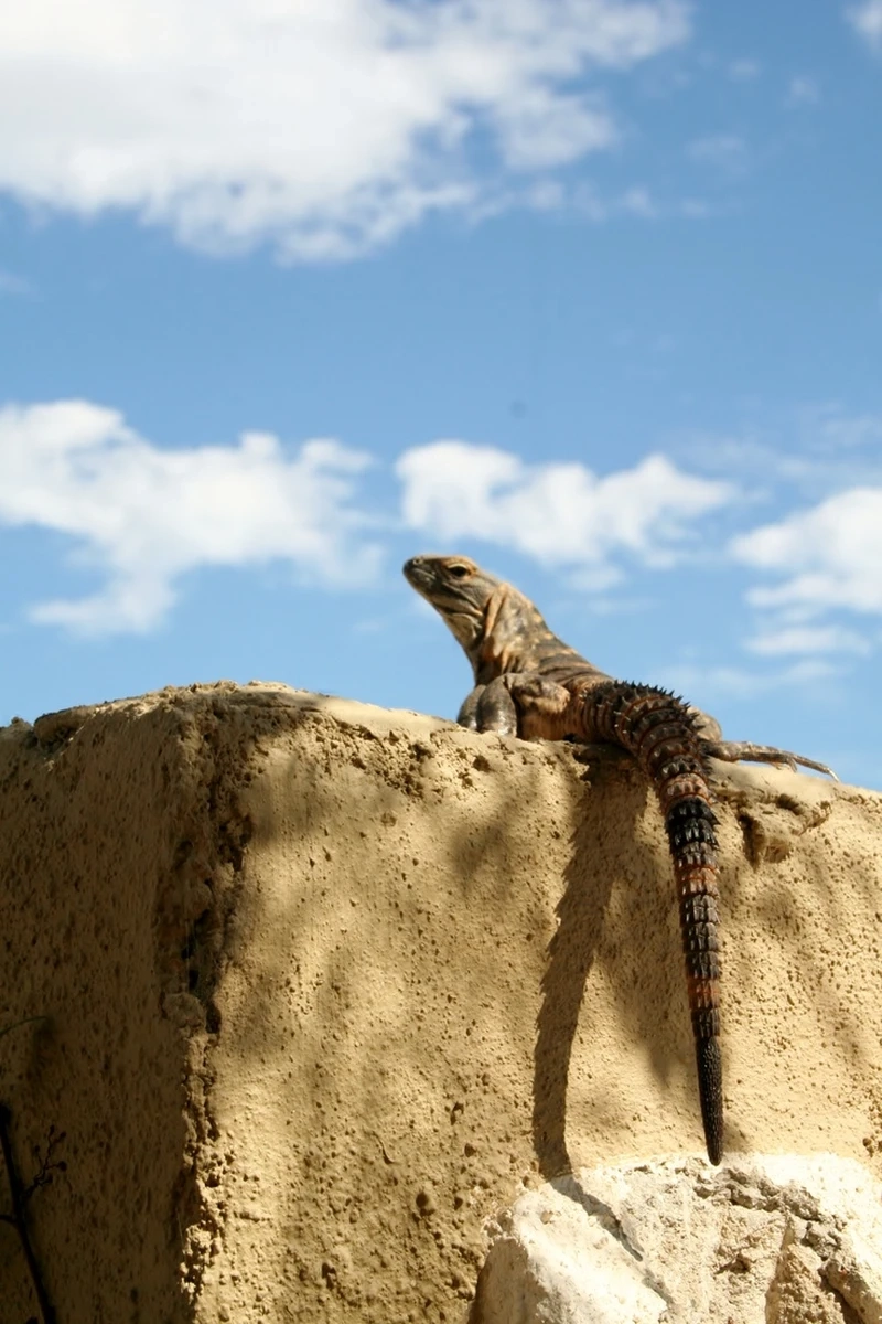Màu sắc thằn lằn sa mạc màu cát giúp ngụy trang tốt