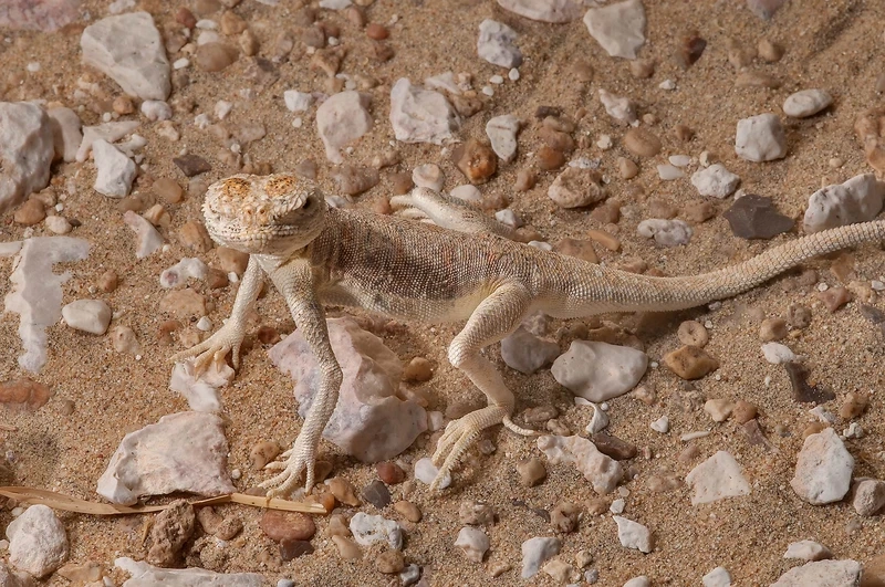 Thằn lằn sa mạc động vật bò sát thích nghi với nắng nóng