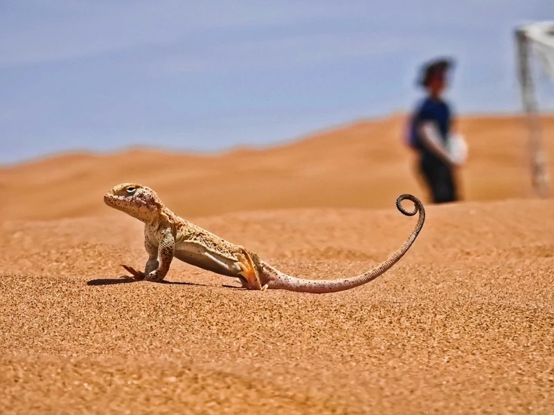 Khả năng thằn lằn sa mạc thích nghi nóng đáng kinh ngạc