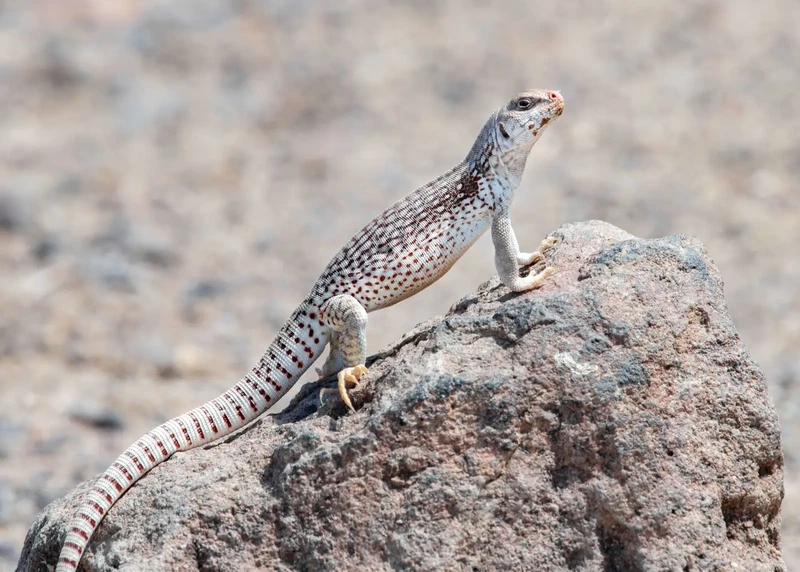 Thằn lằn sa mạc sinh vật sa mạc độc đáo trong thiên nhiên