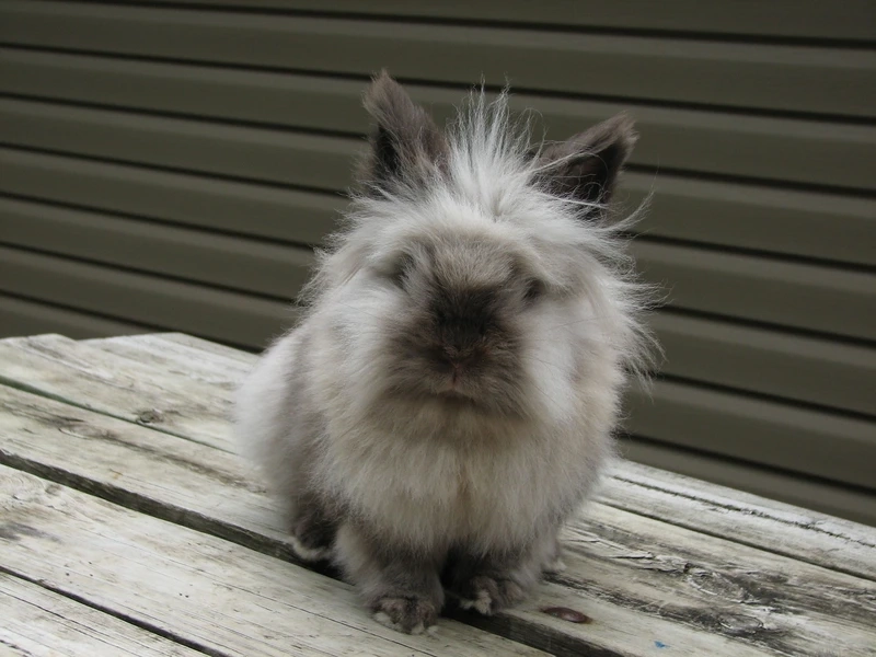 Tan chảy trước vẻ đáng yêu của thỏ Lionhead dễ thương