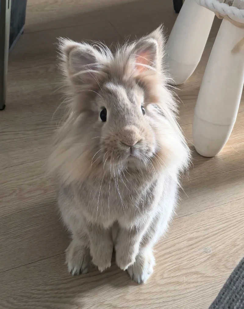 Nét đáng yêu nổi bật của thỏ Lionhead tai nhỏ cực kỳ dễ thương