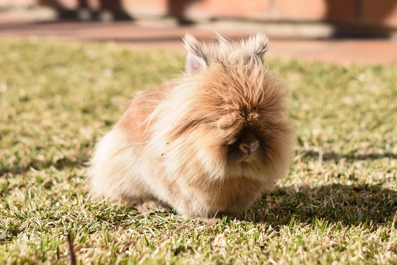 Sự tinh khôi của thỏ Lionhead màu trắng khiến ai cũng mê