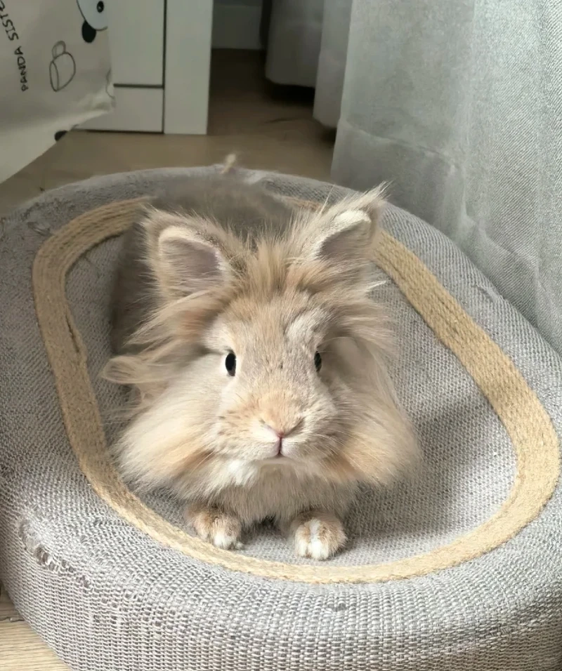 Vẻ đẹp của thỏ Lionhead cảnh được yêu thích trên toàn thế giới