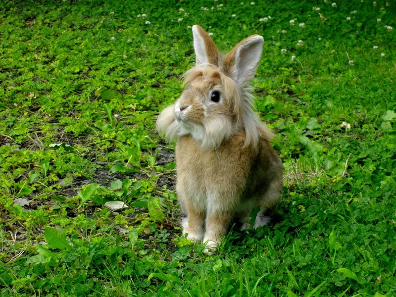 Vẻ ấm áp đáng yêu của thỏ Lionhead nâu cực kỳ thu hút