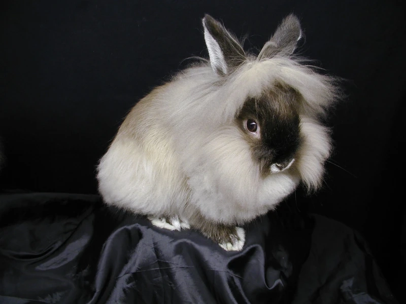 Khoảnh khắc dễ thương khi thỏ Lionhead ăn cỏ ngoài vườn