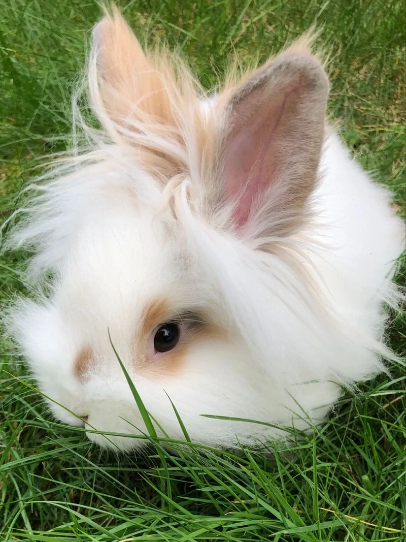 Tìm hiểu vì sao thỏ Lionhead dễ nuôi và phù hợp làm thú cưng