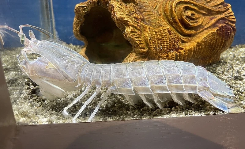 Khám phá sức mạnh đáng kinh ngạc của tôm mantis biển sâu trong đại dương