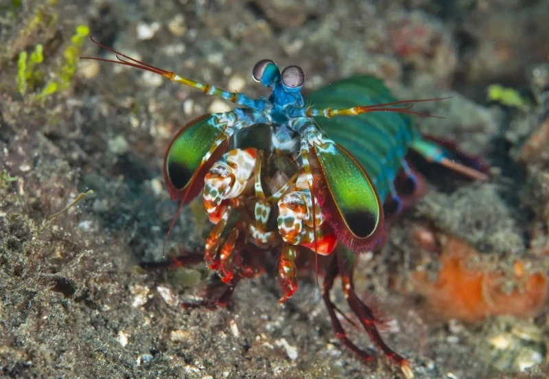 Khám phá thế giới tự nhiên của tôm mantis trong tự nhiên đầy bí ẩn