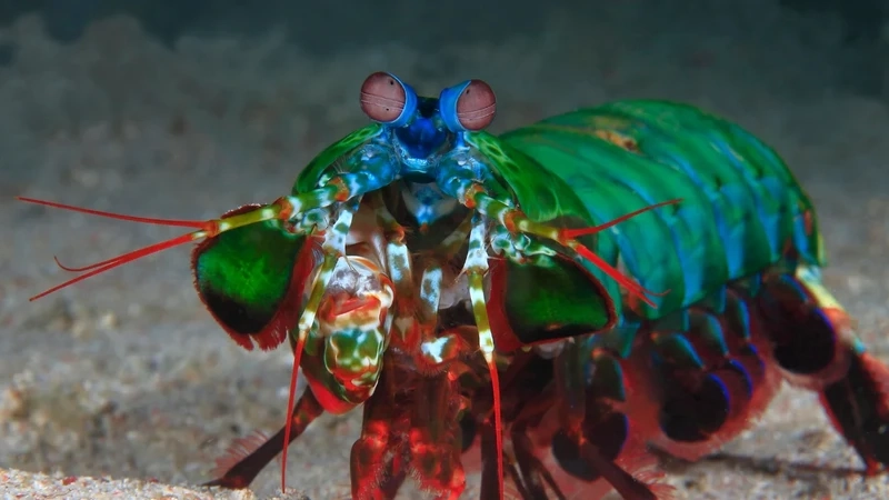 Tốc độ đáng kinh ngạc của tôm mantis săn mồi nhanh dưới nước