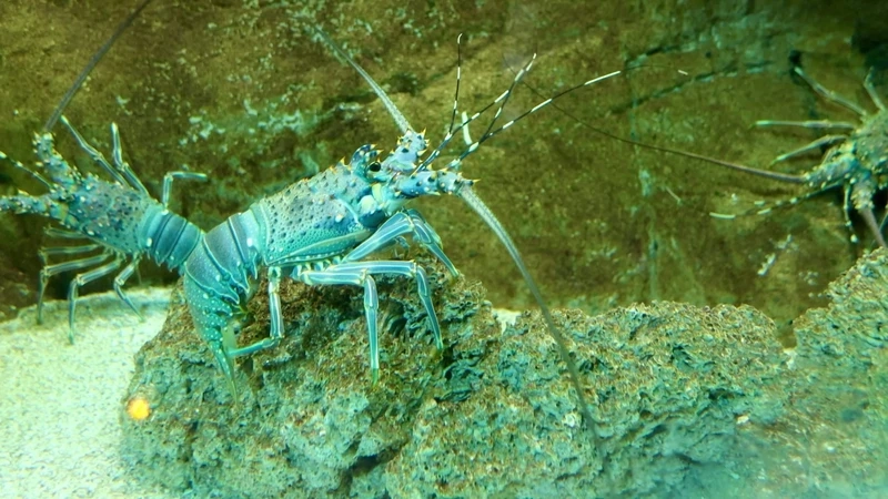 Khám phá vẻ đẹp kỳ bí của tôm rồng biển trong lòng đại dương