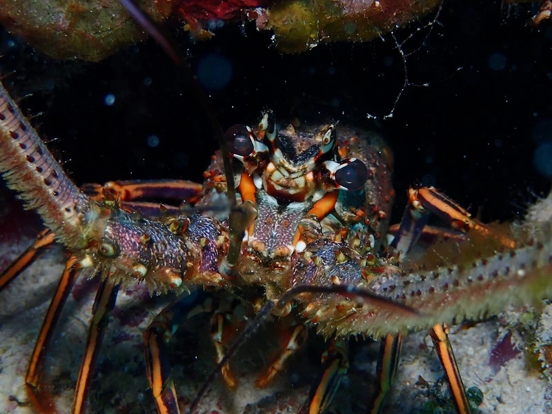 Vẻ rực rỡ tự nhiên của tôm rồng màu sắc đẹp khiến ai cũng thích